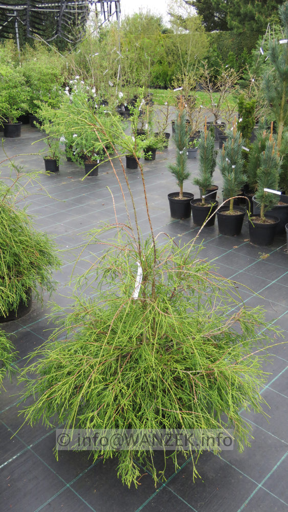 Thuja occidentalis Filiformis 05.JPG